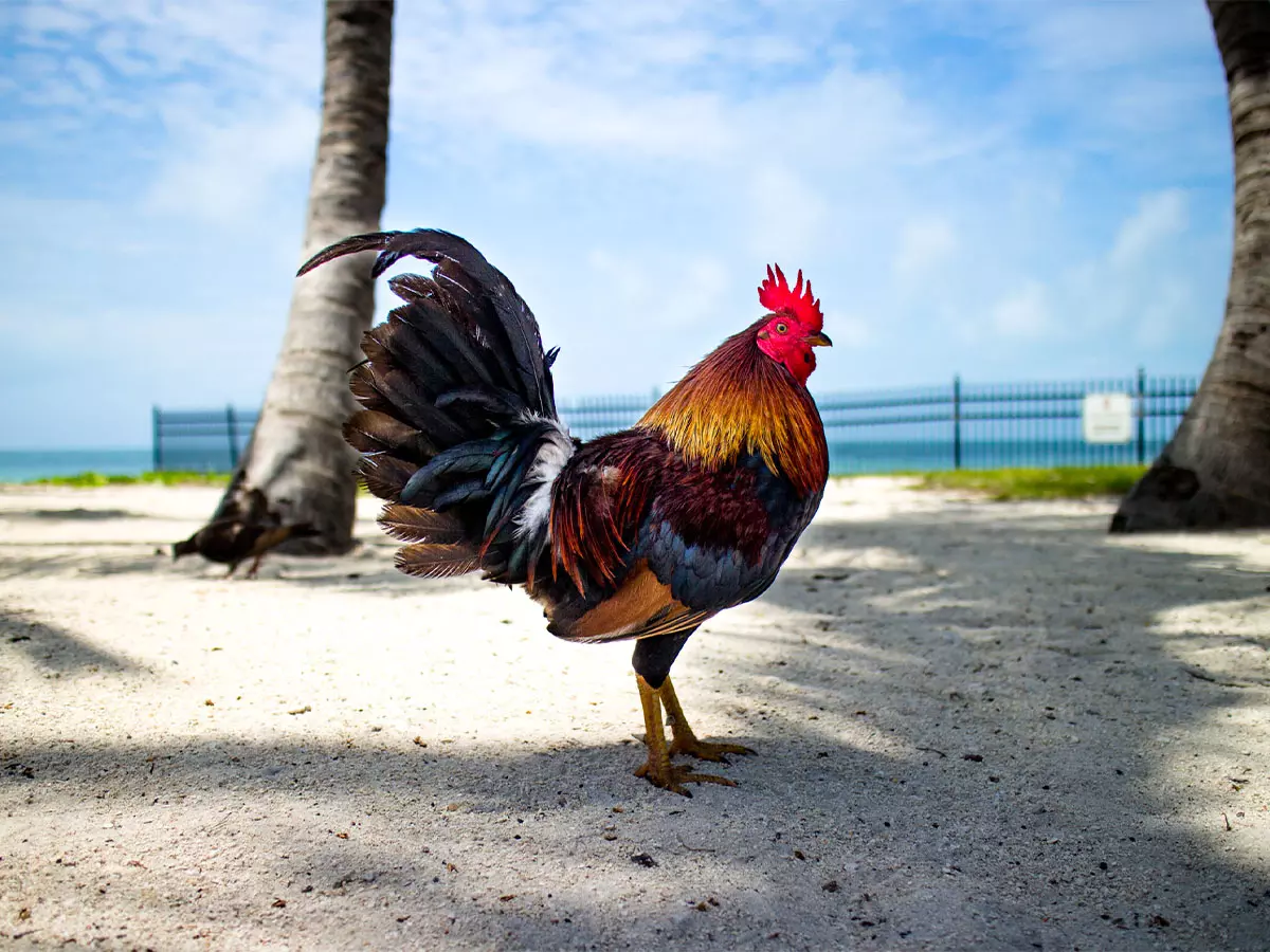 i galli delle florida keys