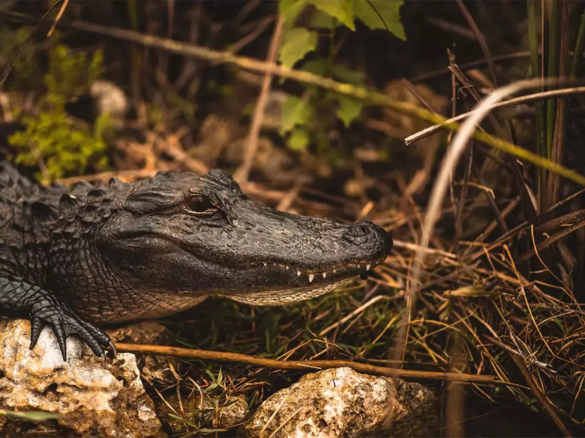 Parchi Nazionali Americani 5 alligatore tour delle everglades florida