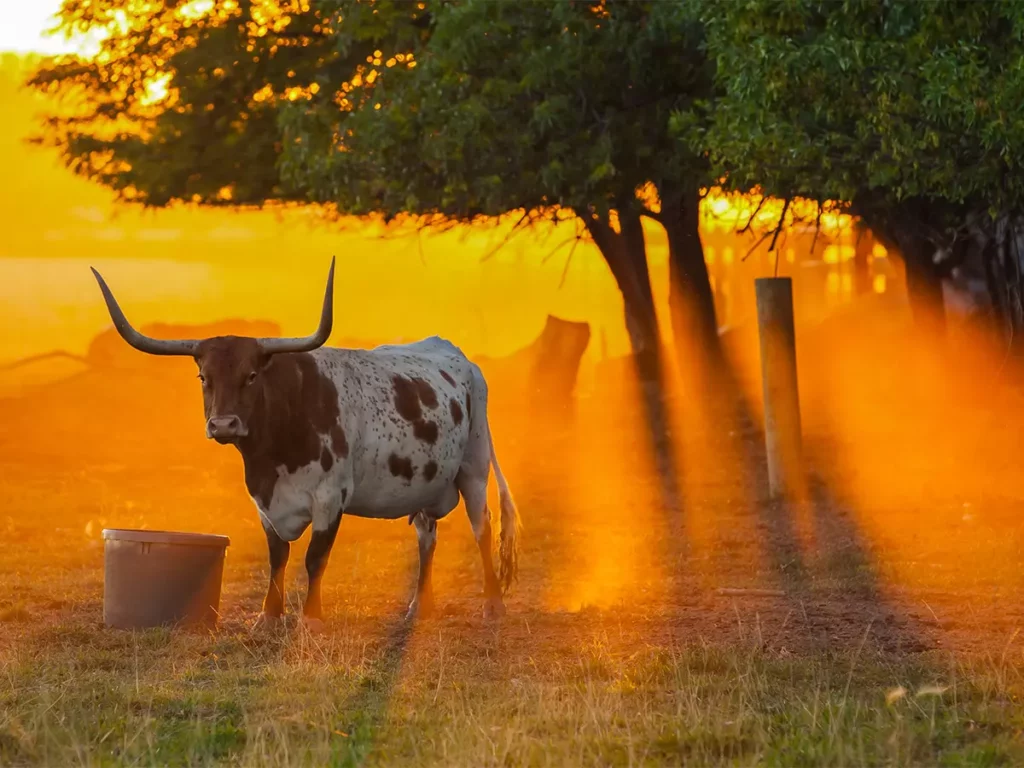 viaggio su misura texas