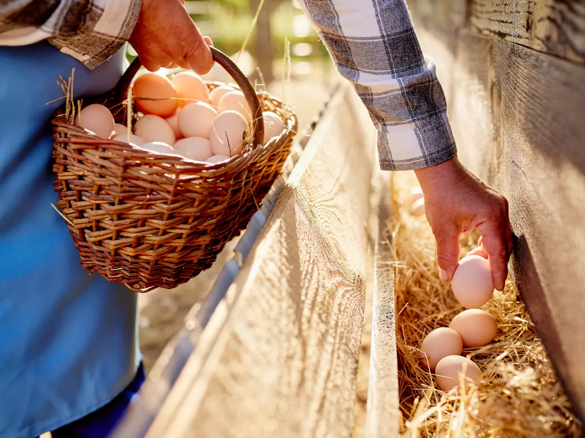 Dude ranch: un’esperienza unica nel cuore del West americano 3 dude ranch cibo