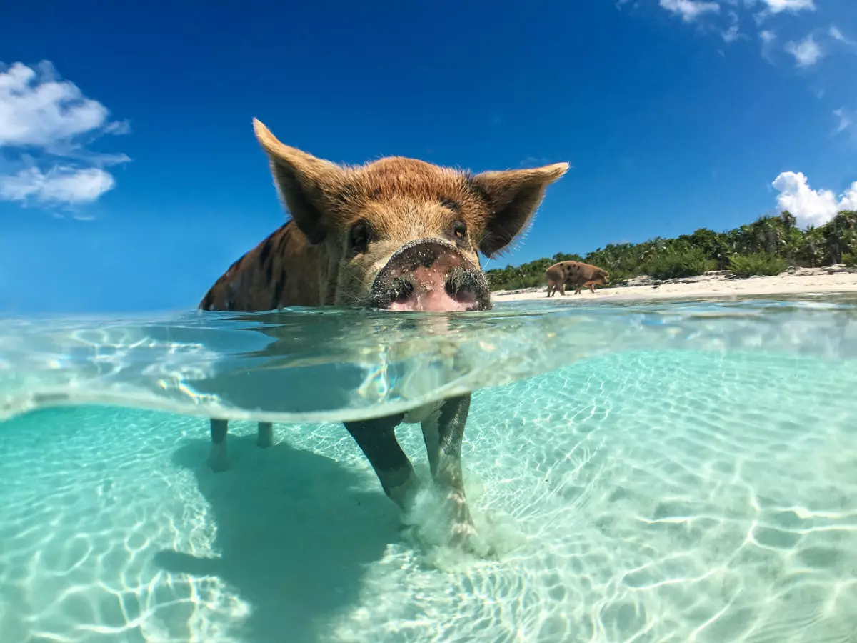 Bahamas: tutto quello che devi sapere prima di partire 8 isola dei maialini bahamas