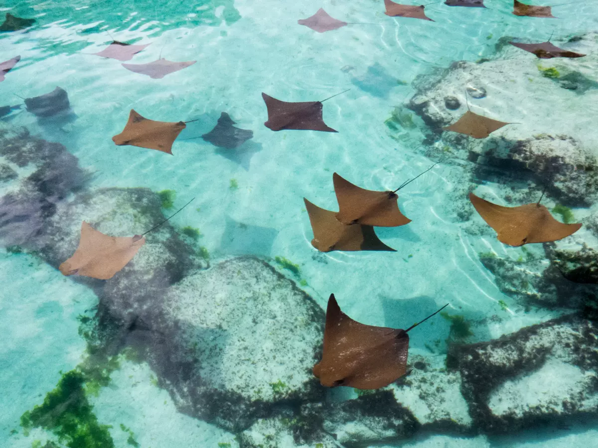Bahamas: tutto quello che devi sapere prima di partire 10 le spiagge più belle bahamas