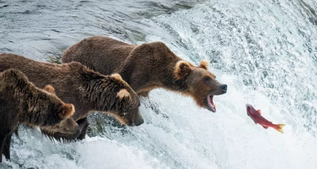 viaggio alaska