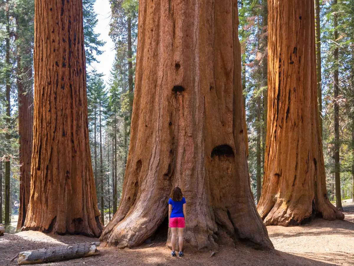 Parchi Nazionali Americani 3 Sequoia national park california