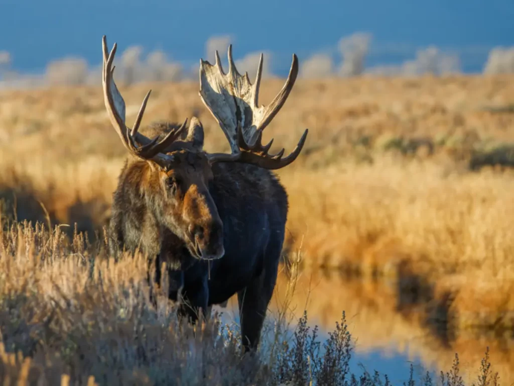 Cosa fare e vedere nel famoso parco di Yellowstone 14 animali di yellowstone