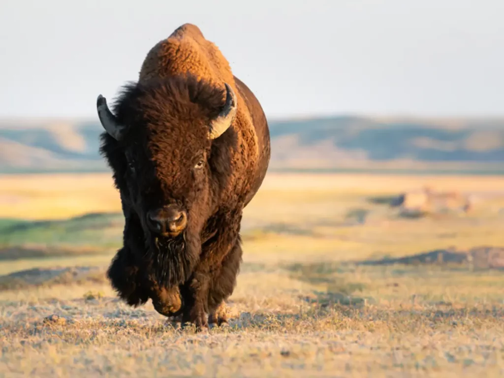 cosa fare e vedere a yellowstone bisonte americano
