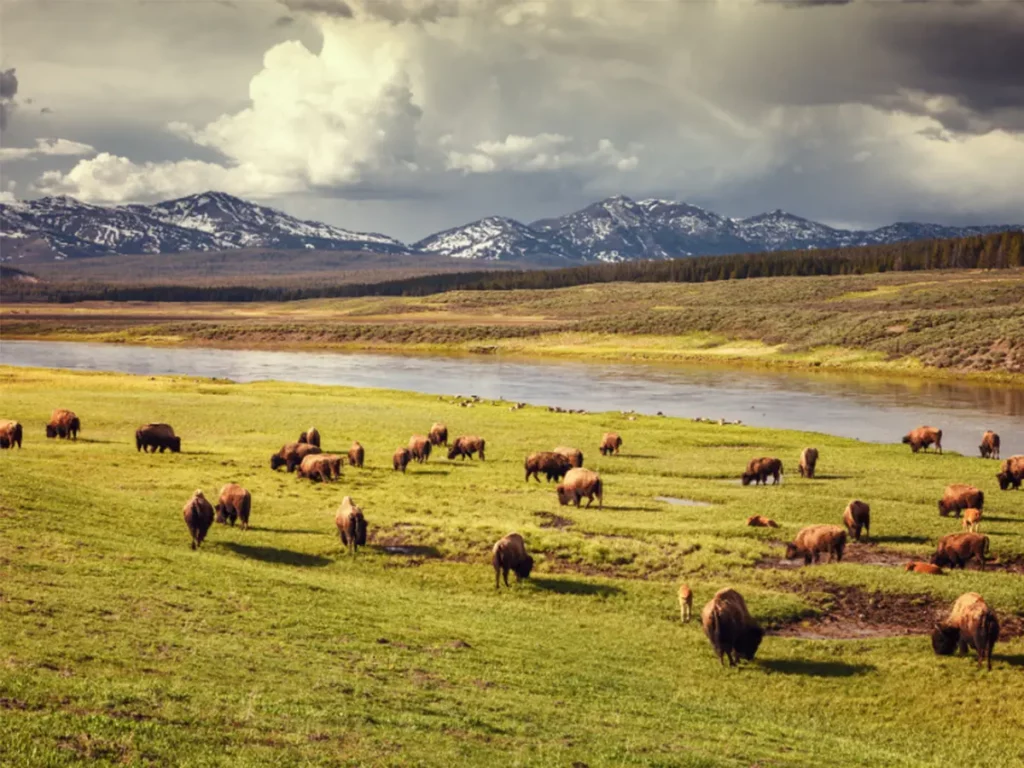 Cosa fare e vedere nel famoso parco di Yellowstone 12 dove vedere gli animali a yellowstone