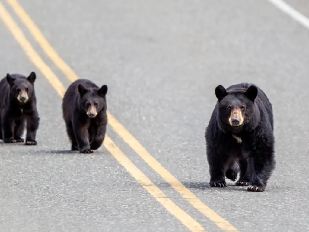 Cosa fare e vedere nel famoso parco di Yellowstone 13 orsi di yellowstone