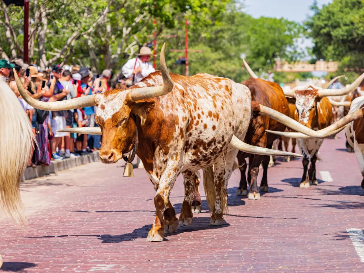 Sud & Texas 3 texas viaggio