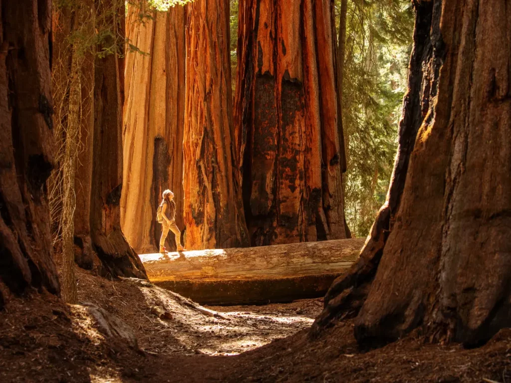 Parchi nazionali in California: Yosemite, Sequoia e tanto altro 10 parchi nazionali in california - redwood