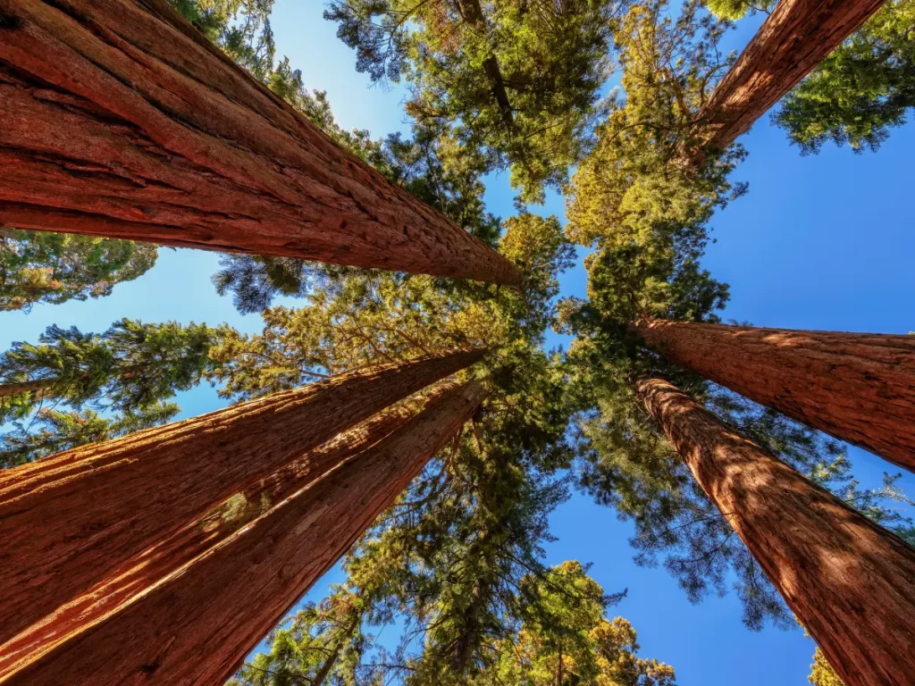 Parchi nazionali in California: Yosemite, Sequoia e tanto altro 4 parchi nazionali in california - sequoia national park