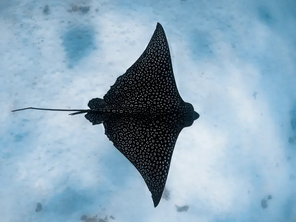 Viaggio di nozze in Polinesia Francese: Bora Bora e Moorea 5 viaggio di nozze in polinesia francese - manta