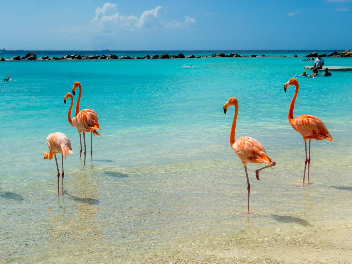 Aruba e Stati Uniti: le migliori combinazioni di viaggio 11 aruba tour operator