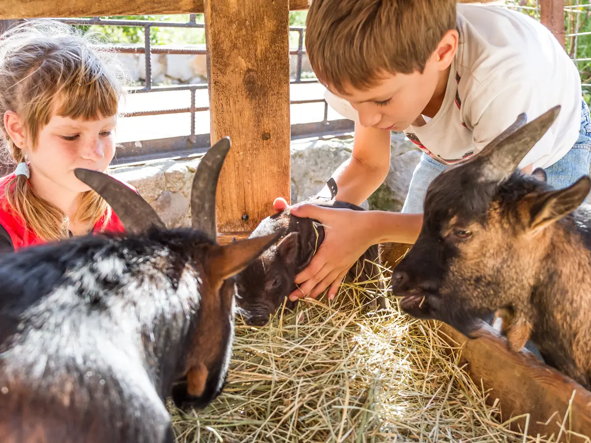 ranch americani - attività con bambini