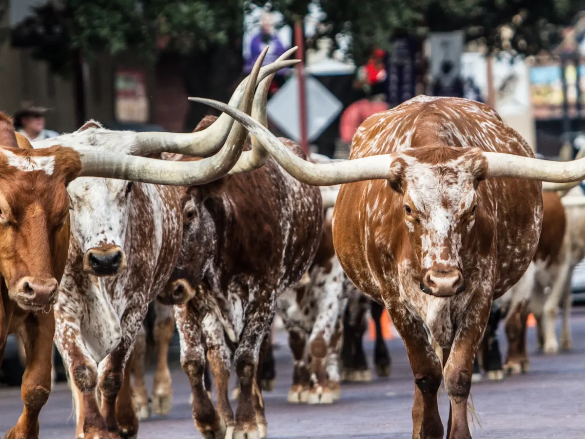 Cowboy, rodei e musica country: il cuore pulsante del Texas 8 texas mandrie