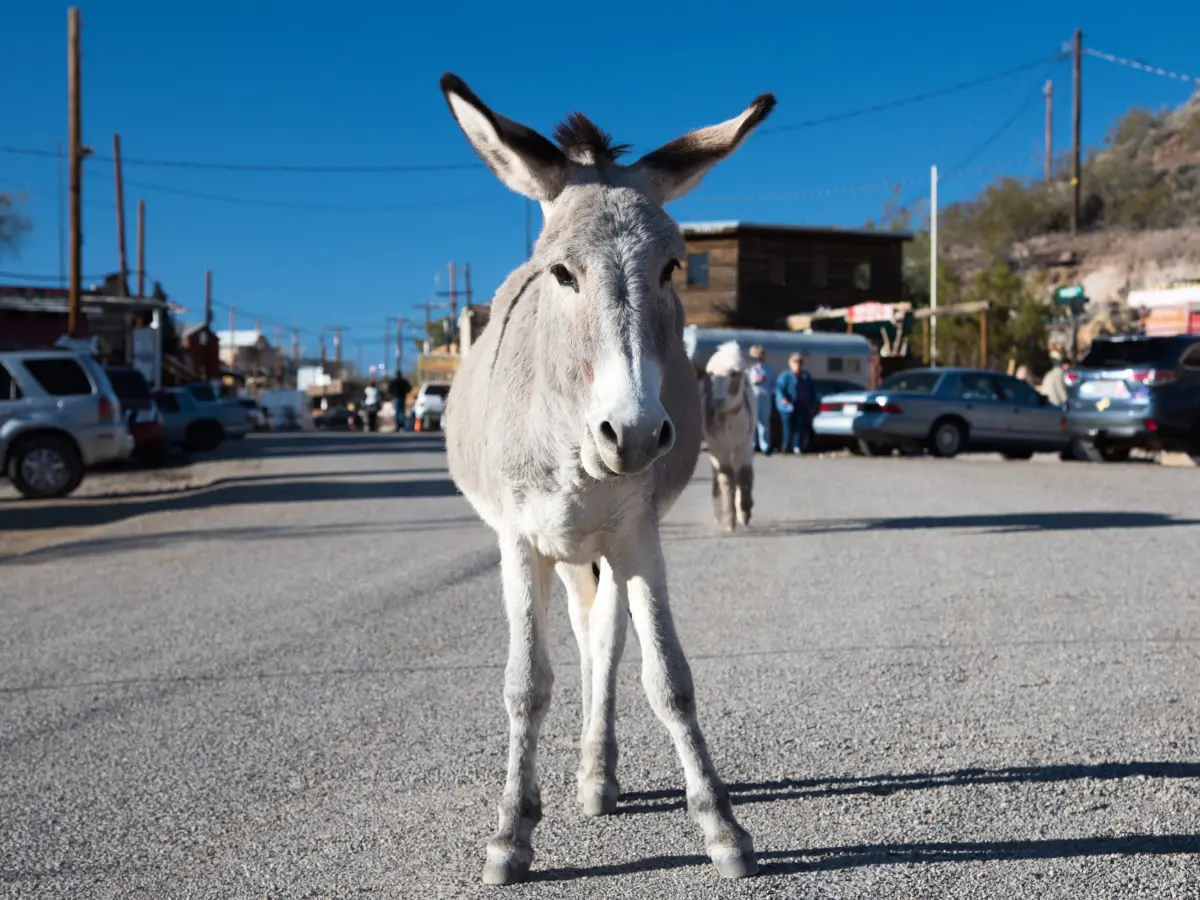 Tour parchi ovest USA: da Los Angeles al cuore del west 28 Tour parchi ovest USA da Los Angeles - oatman route 66