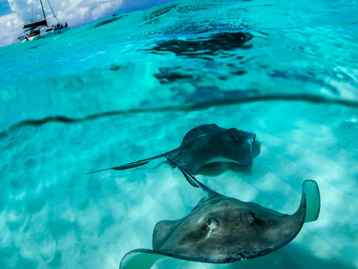 Isole Cayman: tra lusso caraibico, segreti offshore e rum d’autore 20 isole cayman viaggi