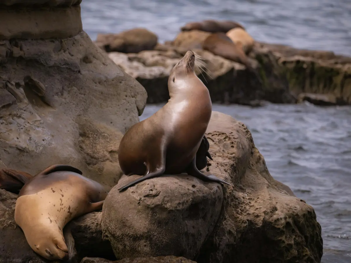 California on the road: viaggio da San Francisco a San Diego 20 California on the road - san diego