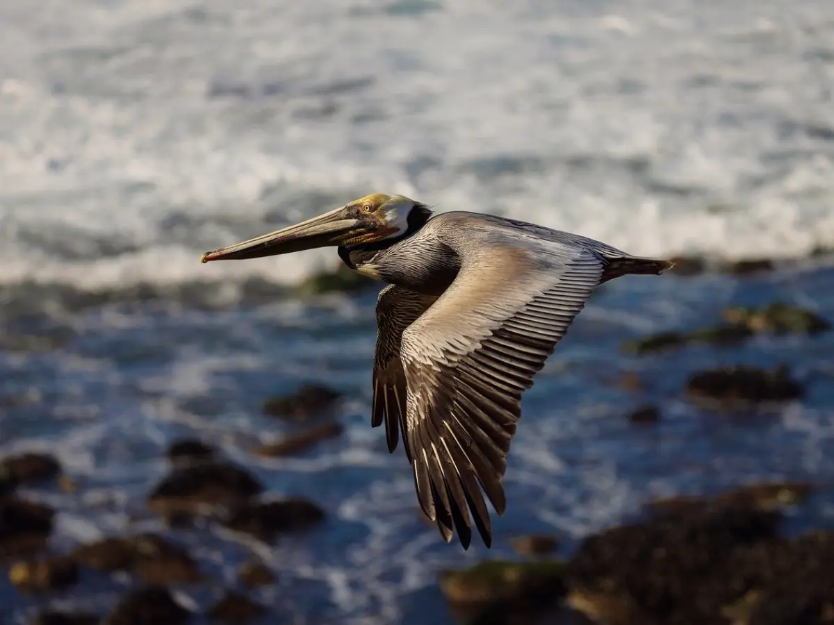 California on the road: viaggio da San Francisco a San Diego 16 California on the road - usa tour