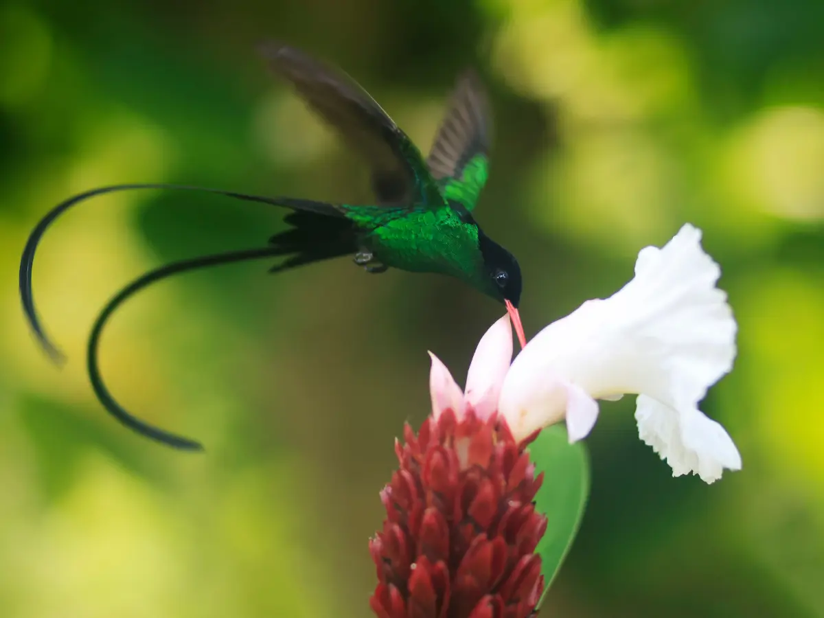 Viaggio di lusso in Giamaica: spiagge, cultura e soggiorni esclusivi 12 Giamaica su misura
