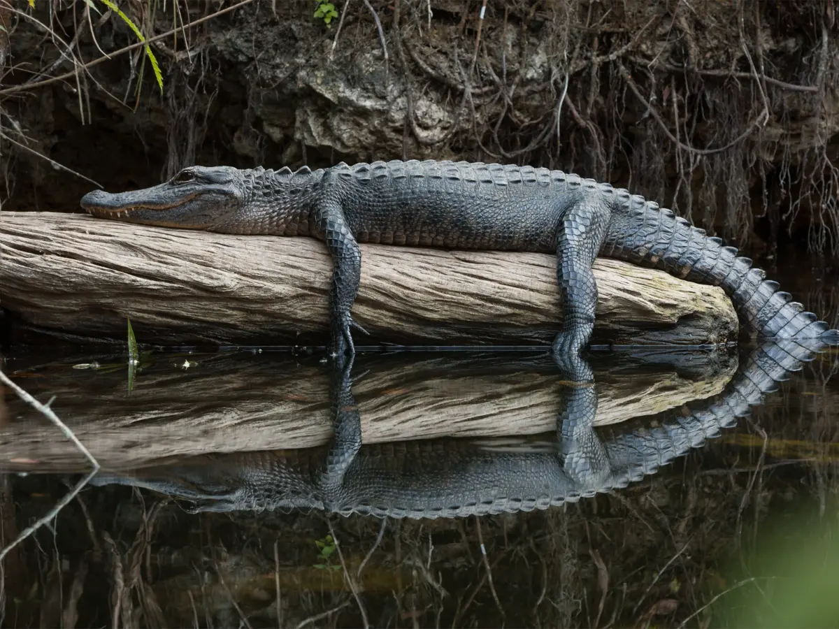 Itinerario di viaggio a Miami per Natale e capodanno 12 miami everglades dicembre