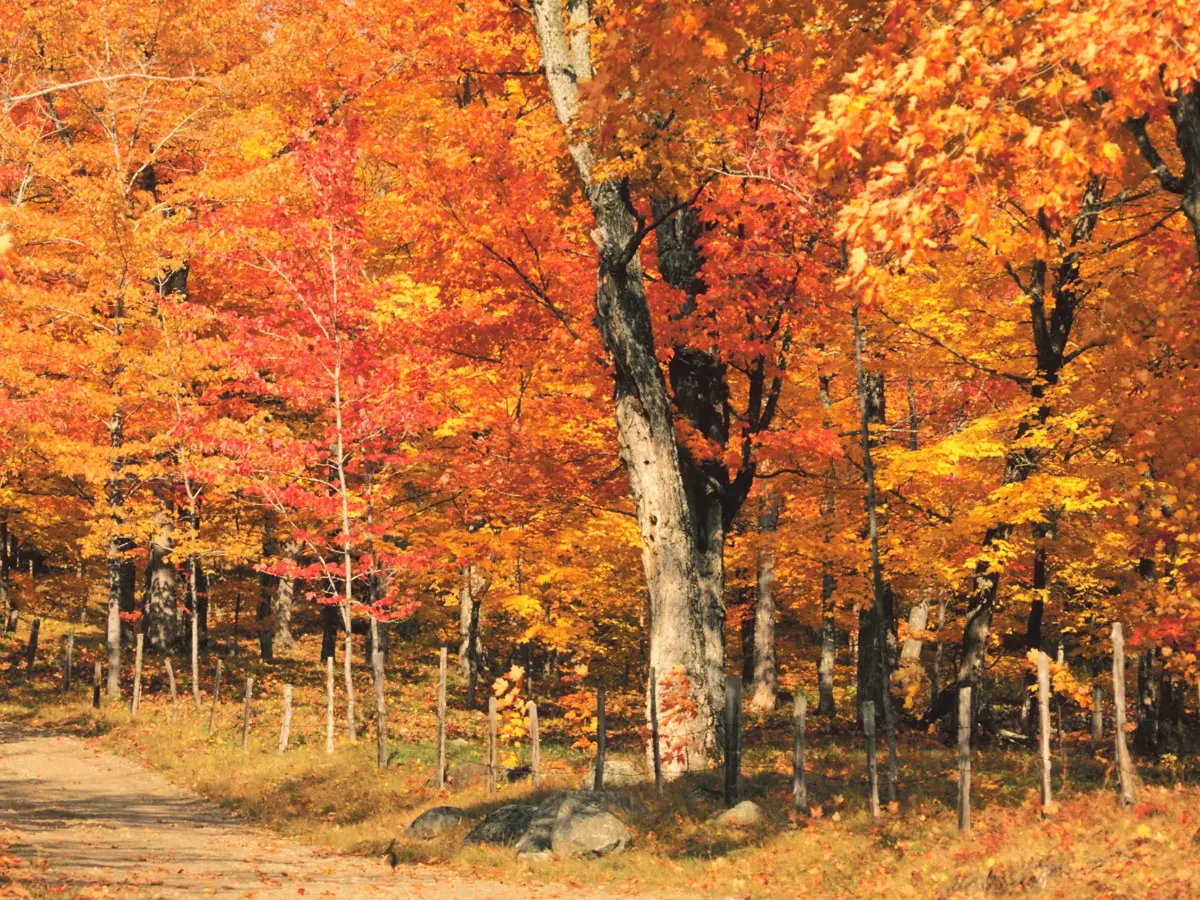 Foliage in Canada: dove andare in autunno per vedere il miglior foliage 12 aceri in foliage in Canada