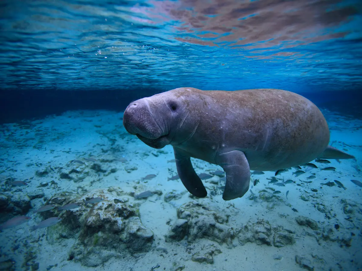 Tour in Florida: 10 esperienze da fare con la propria famiglia e i bambini 9 lamantini in florida per bambini e famiglie