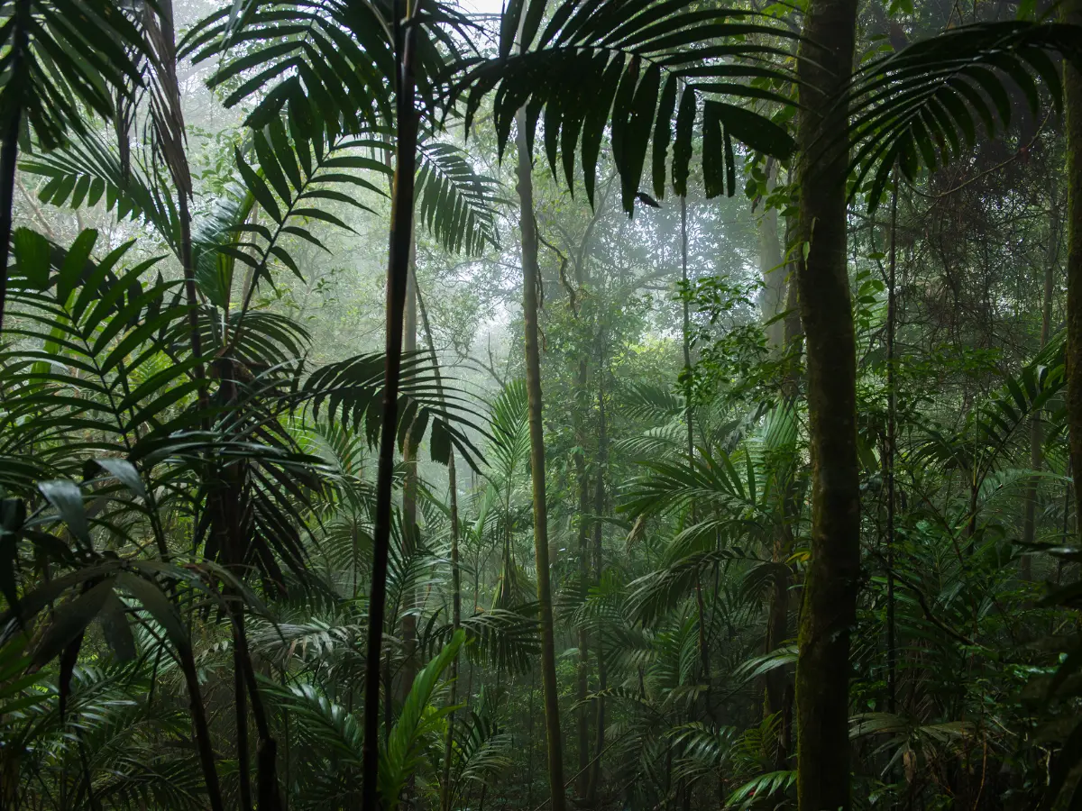 Repubblica Dominicana: un viaggio di lusso nei Caraibi 17 foresta tropicale della repubblica dominicana