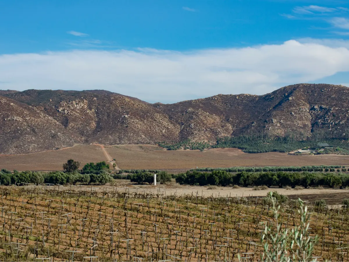 Viaggio di lusso in Messico: tra mare caraibico, arte e degustazioni 14 vino e degustazioni in messico