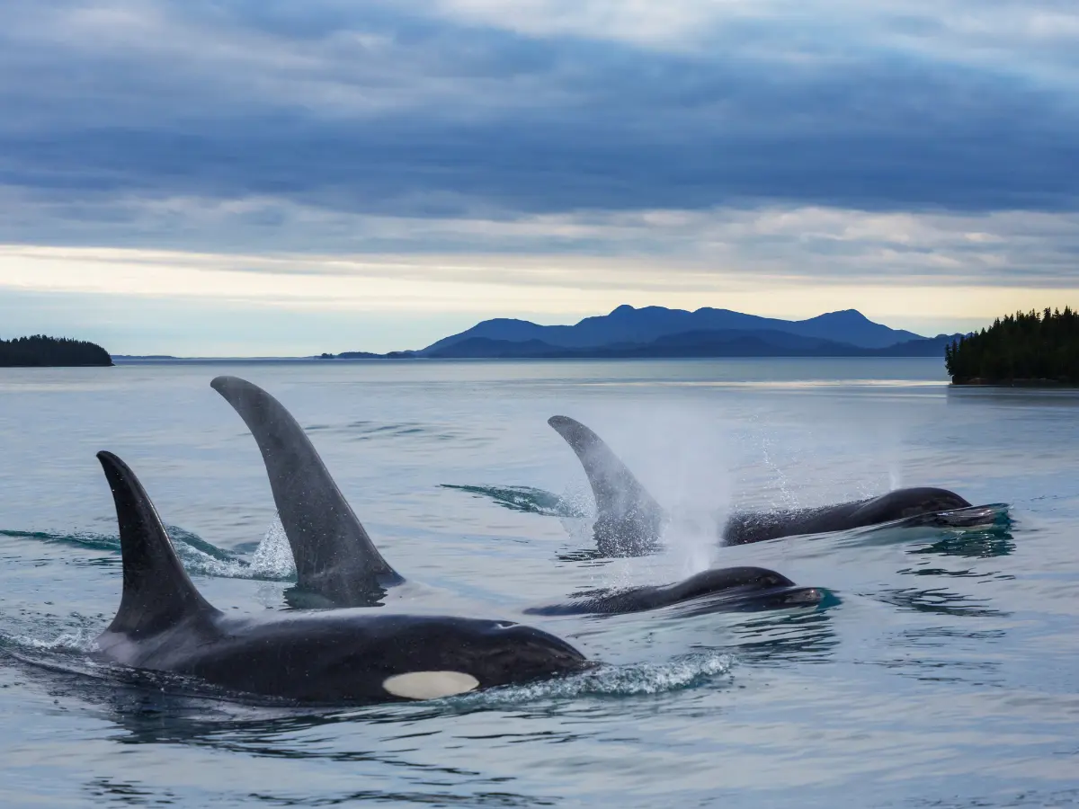 Alaska: esperienze esclusive tra ghiacci e natura incontaminata 13 viaggio di lusso in alaska con crociera per avvistamento cetacei