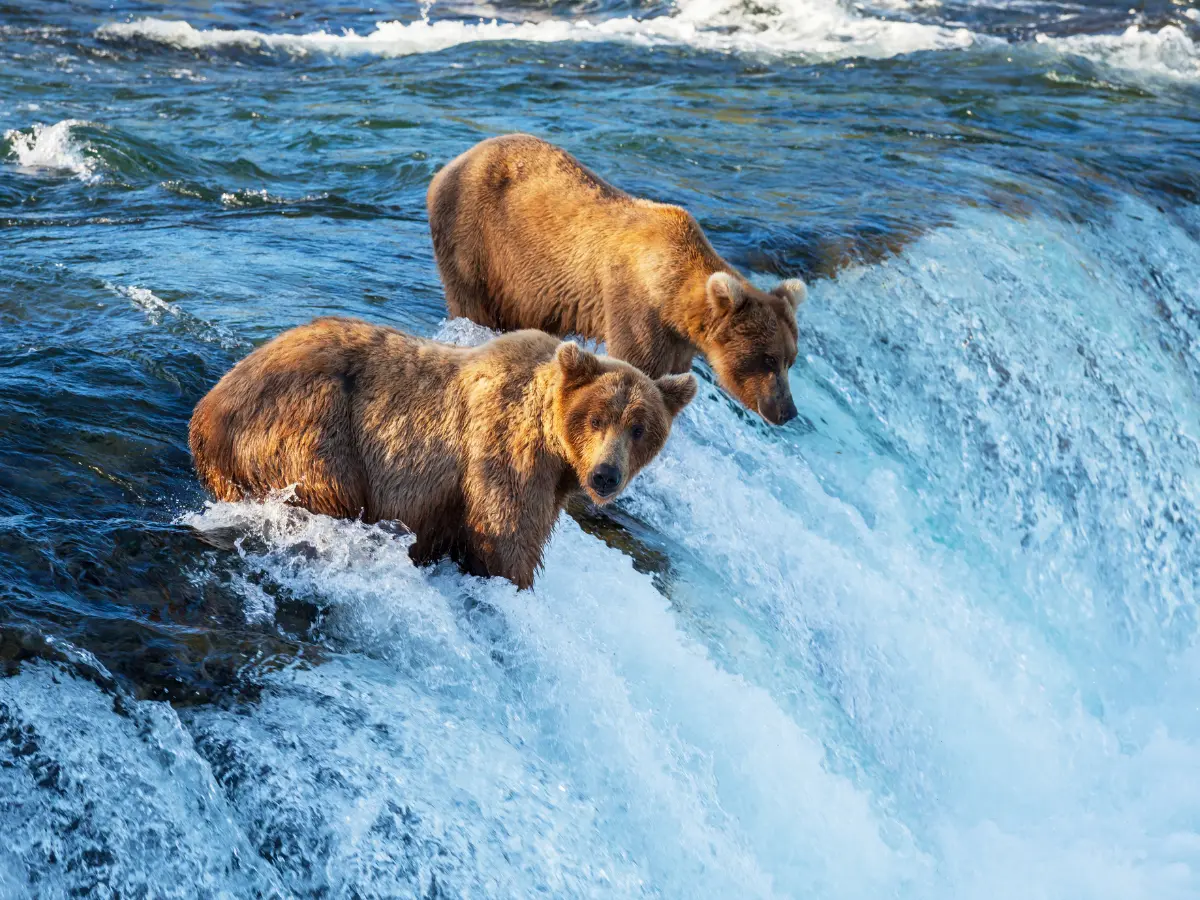 Alaska: esperienze esclusive tra ghiacci e natura incontaminata 10 viaggio di lusso in alaska e parchi naturali