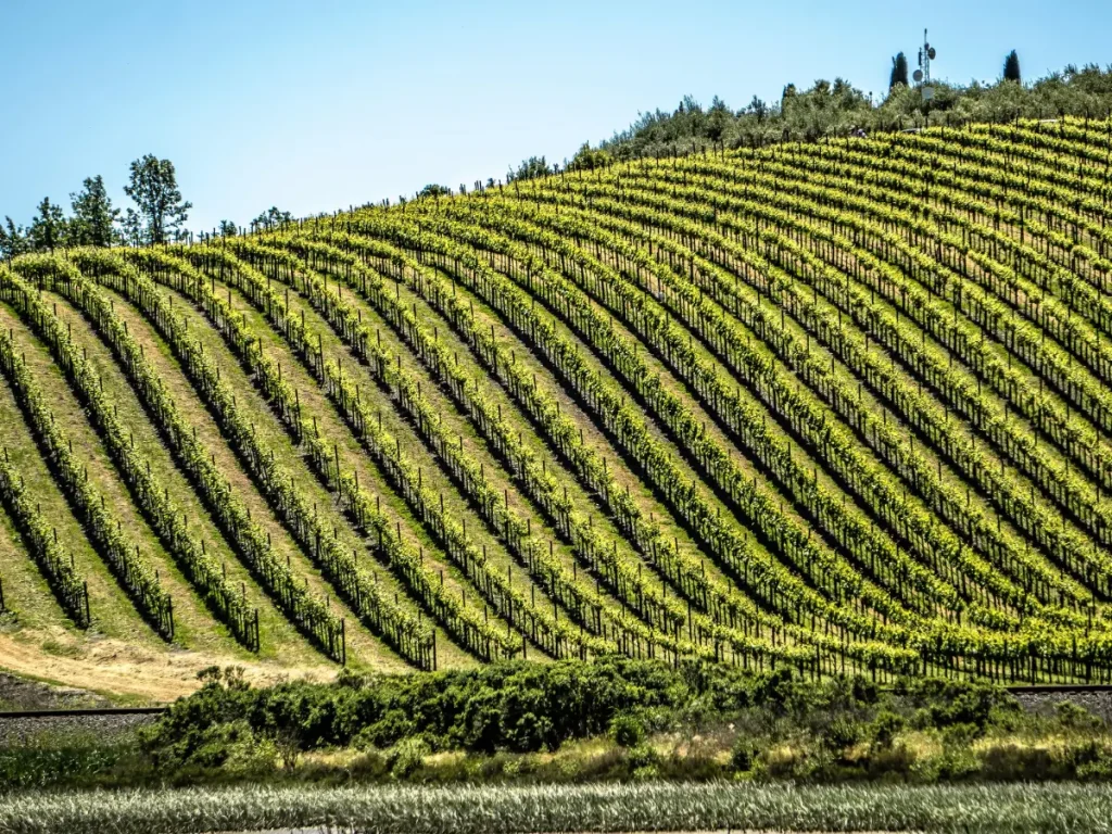 napa valley e sonoma viaggio