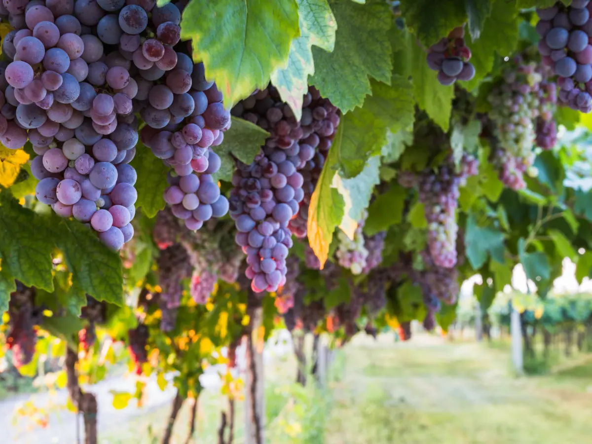Napa Valley e Sonoma: differenze, quando andare e come inserirle in un viaggio in California 14 napa valley e sonoma viaggio organizzato