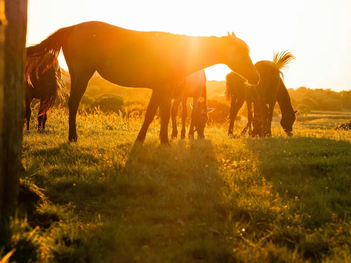 Luxury ranch negli Stati Uniti: come scegliere un soggiorno di alto livello nel West 14 ranch di lusso stati uniti agenzia viaggi